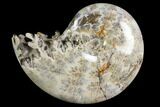 Polished, Agatized Ammonite (Phylloceras?) - Madagascar #149194-1